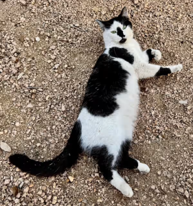 cat for adoption in san antonio Photo Miller, a black and white bicolor kitten for adoption in San Antonio Texas, lays comically on a gravel driveway