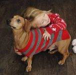 ADOPTED – Stanley – Purebred Red Dachshund  Phoenix AZ