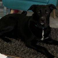 Border Collie German Shepherd Mix Dog For Adoption Calgary AB – Adopt Scooter