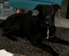 Border Collie German Shepherd Mix Dog For Adoption Calgary AB – Adopt Scooter