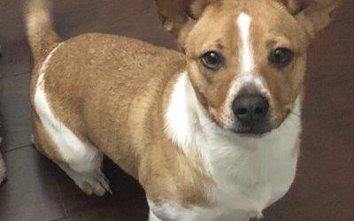 Welsh Corgi Beagle Mix Dog For Adoption in Houston TX – Adopt Nova