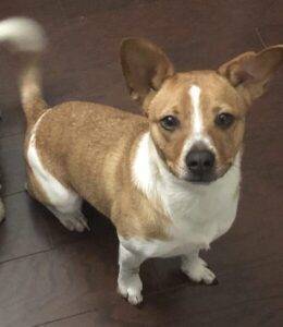 Welsh corgi beagle mix dog for adoption in houston tx – adopt nova