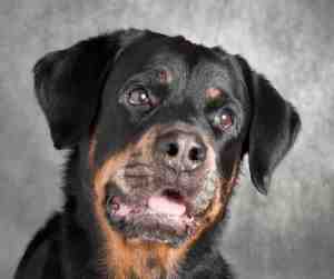 Handsome Rottweiler dog for adoption 