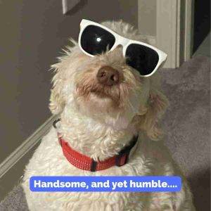 Miniature Labradoodle For Adoption in Indianapolis Indiana
