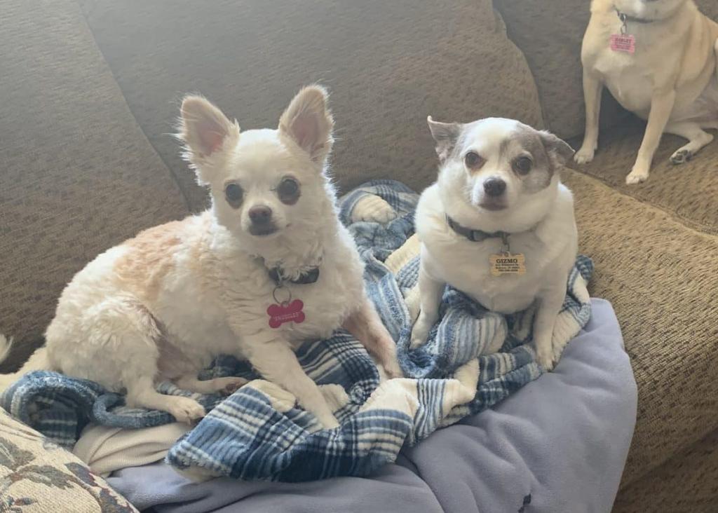 Female longhaired chihuahua dog for adoption in lafayette kokomo indiana