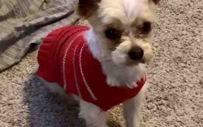 Theo – parti yorkshire terrier mix dog for adoption in salem utah