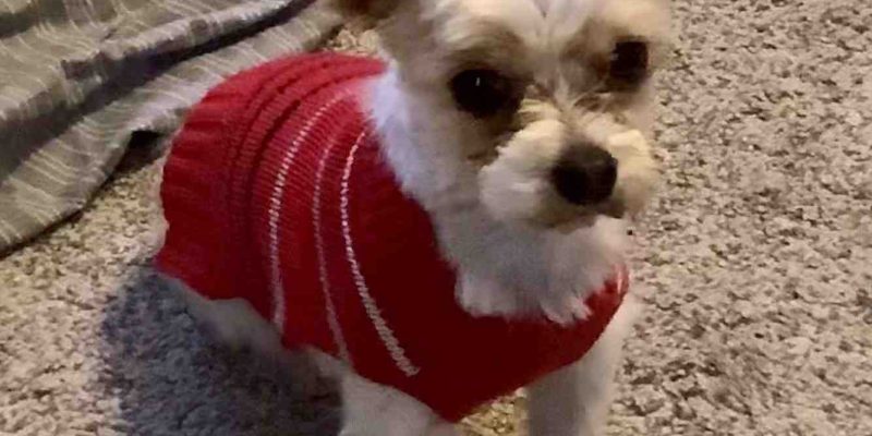 Yorkshire Terrier for adoption in utah