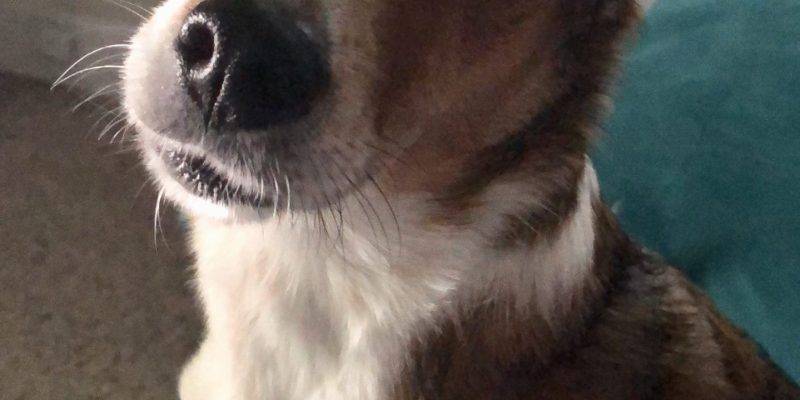 Jack Russell Terrier Border Collie Mix Dog For Adoption in Binghamton NY – Adopt Bentley