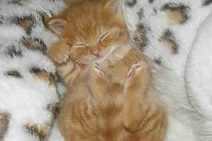An adorable little orange tabby kitten shows what successful sleep training of your kitten looks like as he takes a few z's