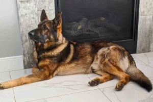 german shepherd dog for adoption