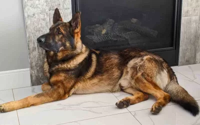 German shepherd dog for adoption near edmonton ab (beaumont) – meet jake
