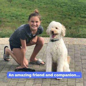 Miniature Labradoodle For Adoption in Indianapolis Indiana