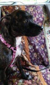 Lilly - Mountain Cur Mix For Adoption In Tennessee