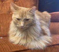 Longhaired Orange Tabby Cat Adoption Fayetteville GA