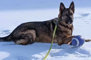 Photo of jack sitting in the snow with his blue ball. Jack is a german shepherd dog for adoption in the edmonton area.
