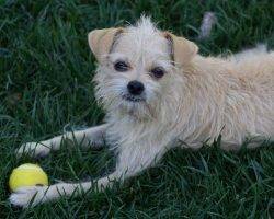 Einstein - f brussels griffon mix for adoption in irvine ca