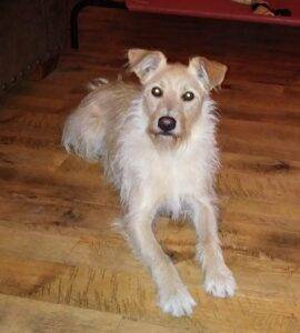 Scruffy - sweet terrier mix dog for adoption in lavonia m