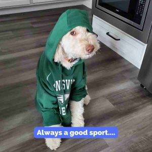 Miniature Labradoodle For Adoption in Indianapolis Indiana