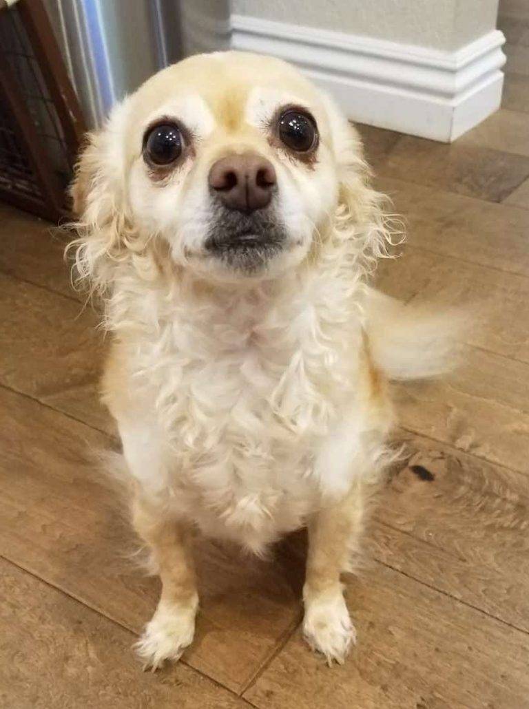 Chihuahua Maltese Mix Dog For Adoption in Simi Valley CA