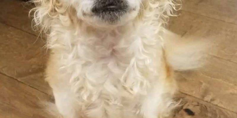 Maltesse Chihuahua Mix Dog For Adoption Simi Valley CA