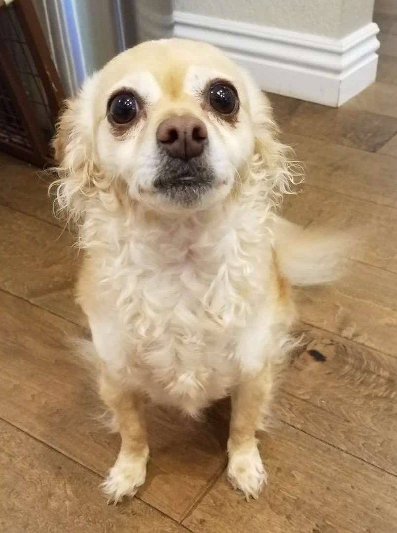 Maltesse Chihuahua Mix Dog For Adoption Simi Valley CA