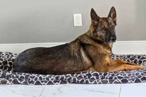 german shepherd dog for adoption