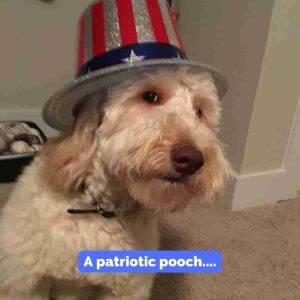 Miniature Labradoodle For Adoption in Indianapolis Indiana