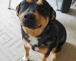 German shepherd blue heeler mix dog adoption birdsboro pa 5