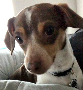 Chiweenie dog with brown, tan and white markings