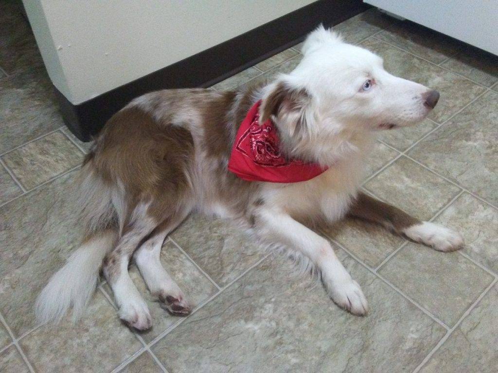 Photo of a senior border collie dog wearing a red bandanna. The dog is located in Abilene Texas.