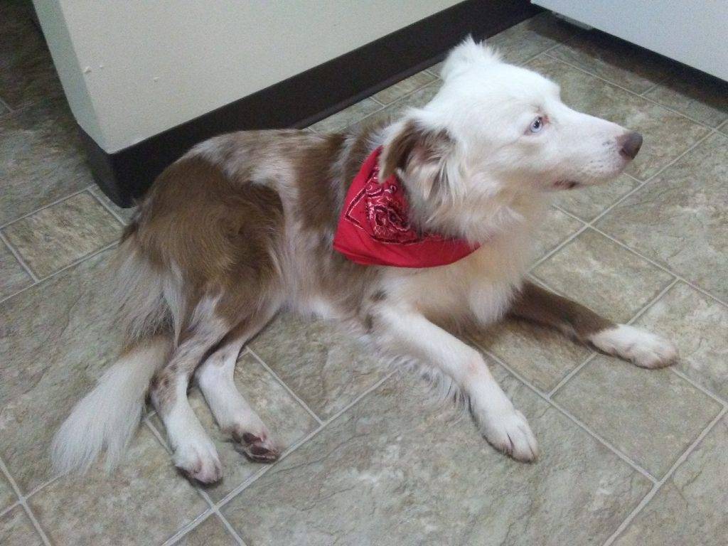 Photo of a senior border collie dog wearing a red bandanna. The dog is located in abilene texas.