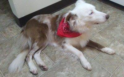 Senior Border Collie Dog For Adoption In Abilene Texas – Adopt Sweet Mia