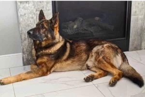 german shepherd dog for adoption