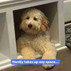 Miniature Labradoodle For Adoption in Indianapolis Indiana