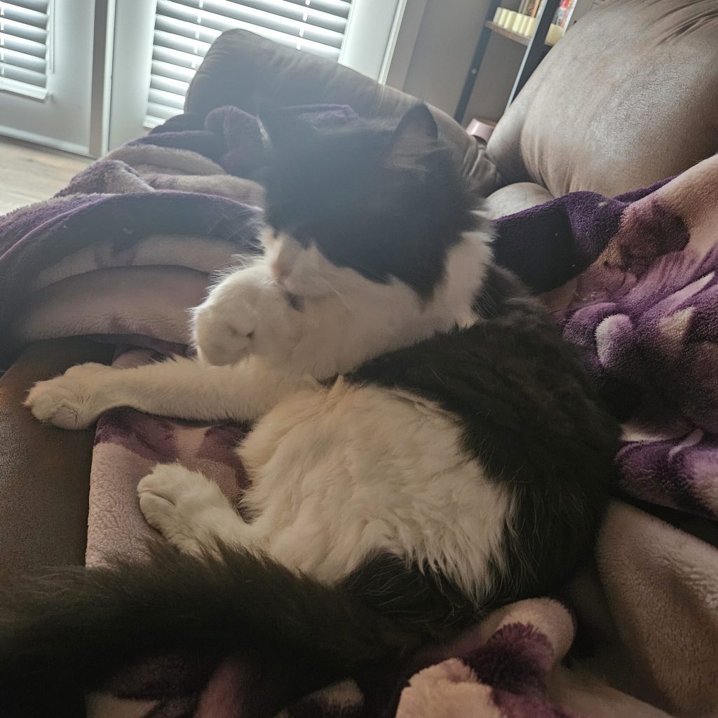Batman, black and white maine coon cat for adoption in san antonio texas