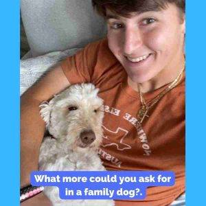 Miniature Labradoodle For Adoption in Indianapolis Indiana