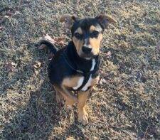 Tucker Is A Bloodhound Australian Cattle Dog Mix For Adoption In Atlanta GA