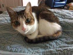 Sweet Senior Tabby Cat For Adoption Dallas TX
