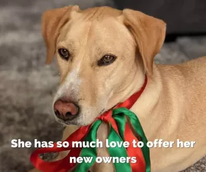 This is maisy a stunning yellow lab whippet mix dog. She is currently wearing a green and red scarf and looks very pretty