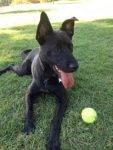 Labrador Retriever German Shepherd Mix Dog For Private Adoption Los Angeles CA