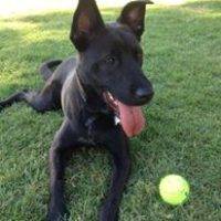 Labrador Retriever German Shepherd Mix Dog For Private Adoption Los Angeles CA