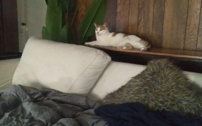 Orange tabby cat for adoption in houston texas tx – meet precious pepper