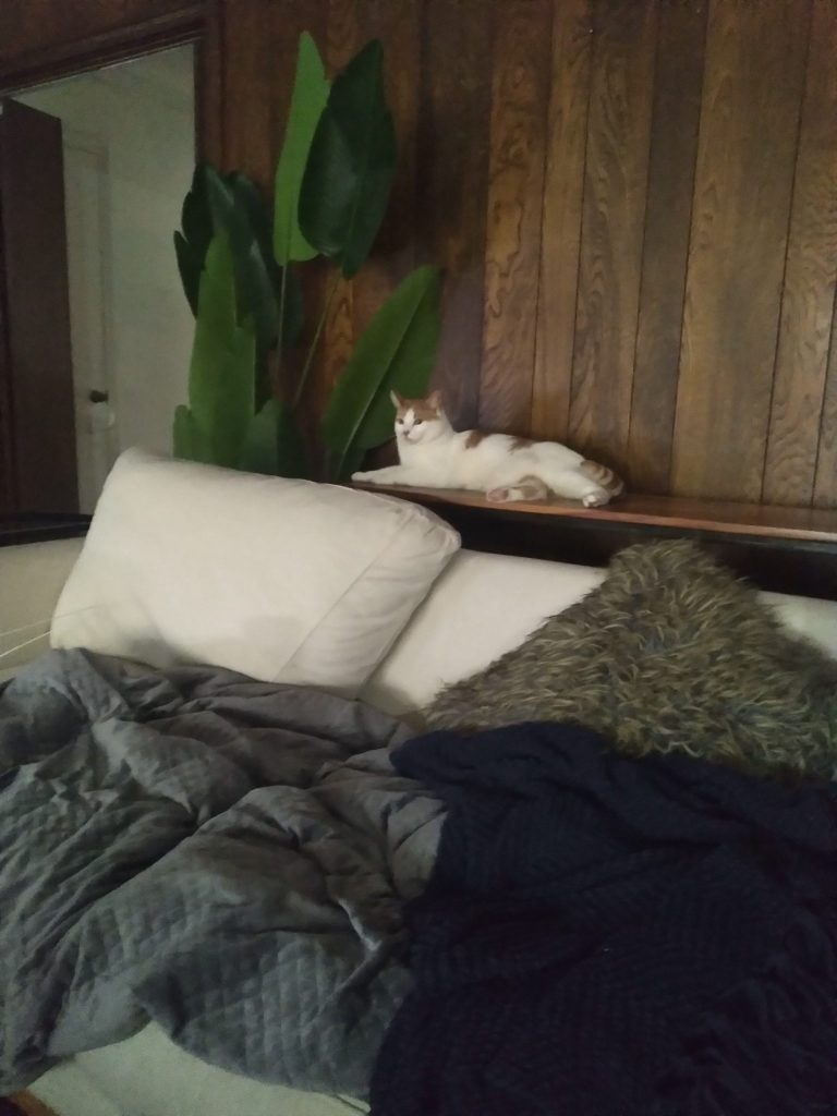 Orange tabby cat for adoption in houston texas tx – meet precious pepper
