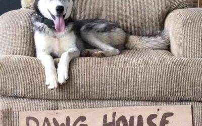 Gerberian Shepsky Dog For Adoption in Glenwood Springs CO