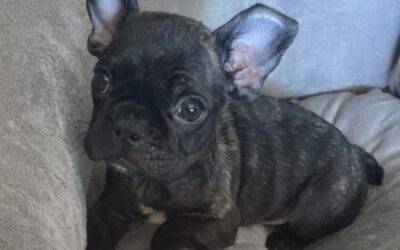 Adopted – brindle french bulldog puppy for adoption in san diego ca – adopt drakeo