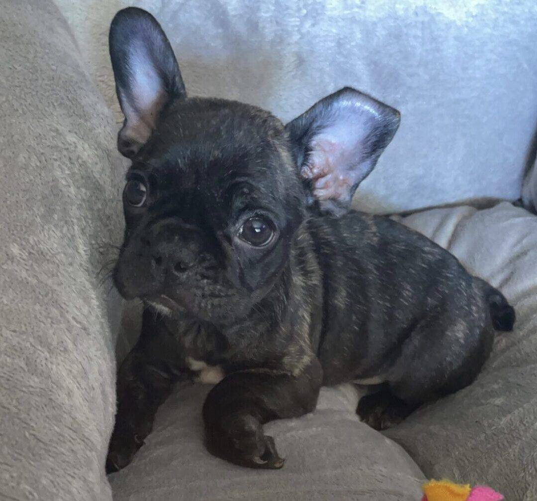 ADOPTED – Brindle French Bulldog Puppy For Adoption in San Diego CA – Adopt Drakeo