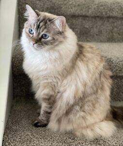 Gorgeous ragdoll cat for adoption in tampa (palm harbor) florida – supplies included – izzy mittens