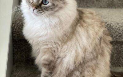 Gorgeous Ragdoll Cat For Adoption in Tampa (Palm Harbor) Florida – Supplies Included – Izzy Mittens