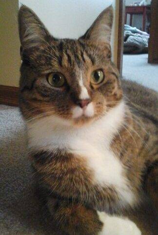 Such a beautiful and very unique cat. Her moustache and little white lightning flask down her nose are irresistable.