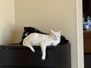 White cat for adoption in san diego ca – supplies included – adopt snowflake